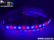   Ленточный светодиодный неон SMD3528 120Led 8 x 16 мм. Красный+ 2 Синий