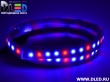   Влагозащищённая светодиодная матовая лента SMD 3528 (120 LED) ip67 Красный+ 2 Синий